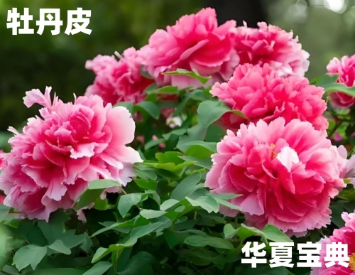 牡丹皮[草本植物中药名]